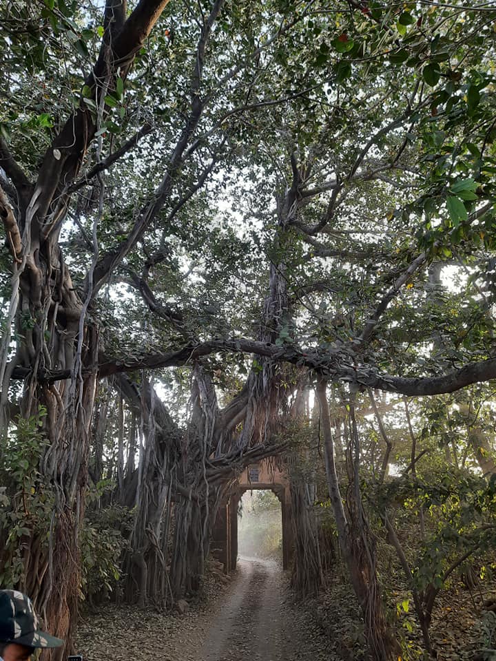 Banyan Tree at the Entrance of 3rd Zone.