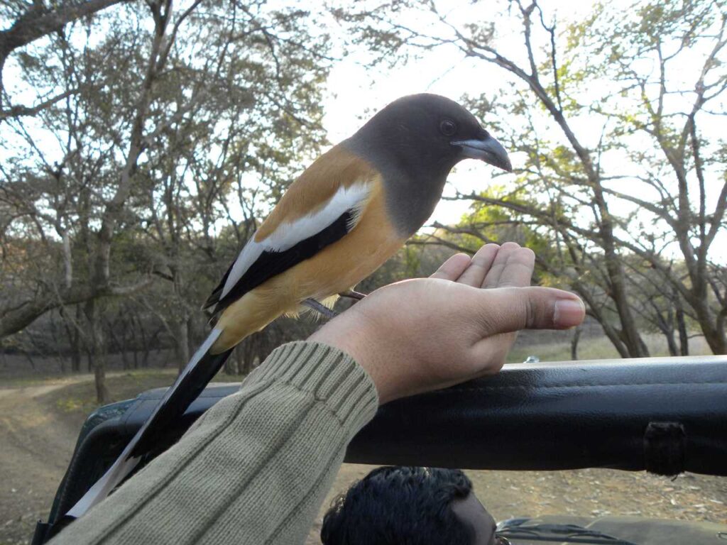 Bird siting on my hand.