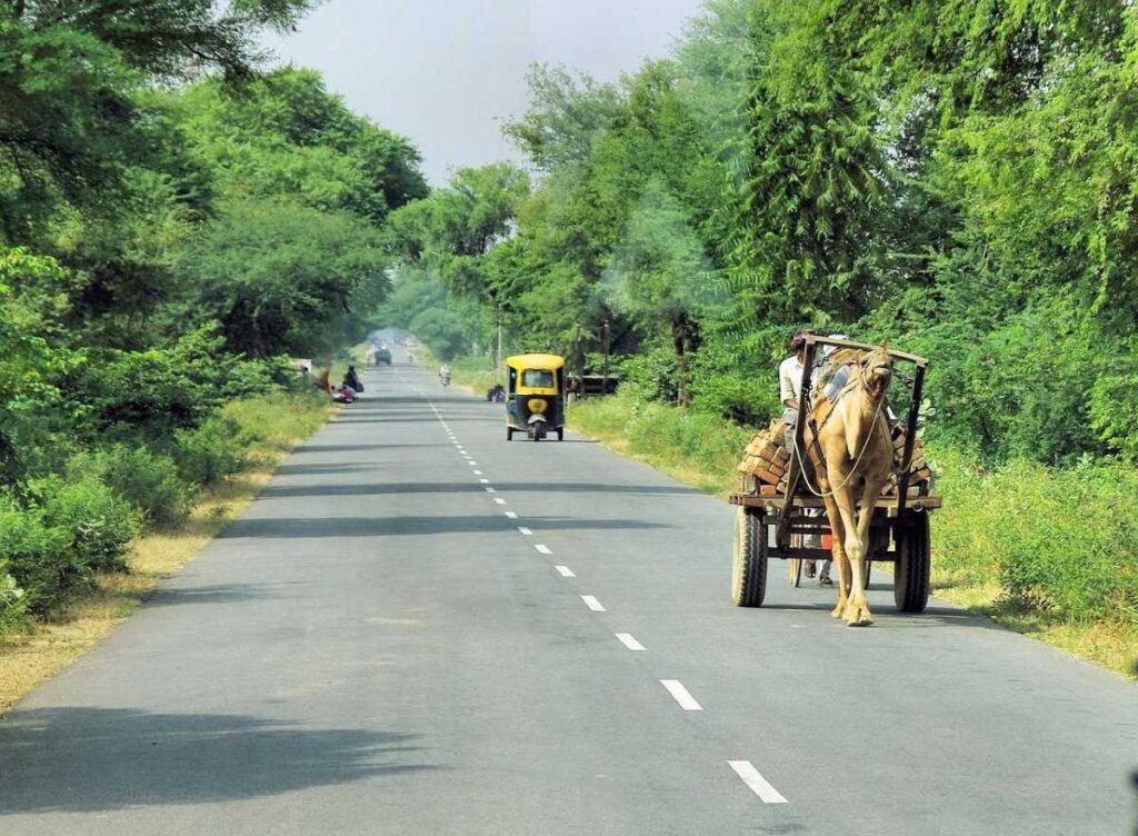 Camel on the way to Ranthambore.
