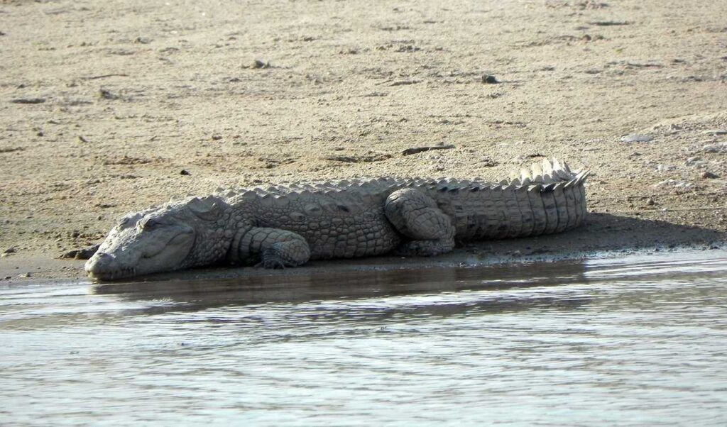 Crocodile taking bath out side river. Ranthambore Itinerary