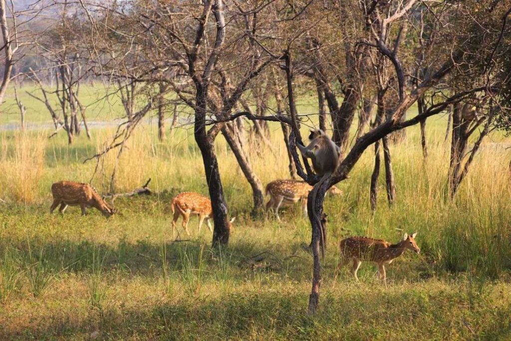 Dear and Monkey inside Ranthambore Tiger Reserve. 