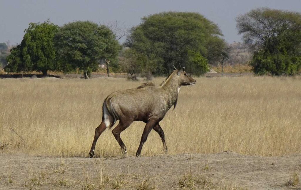 Nilgay in Ranthambore Park.