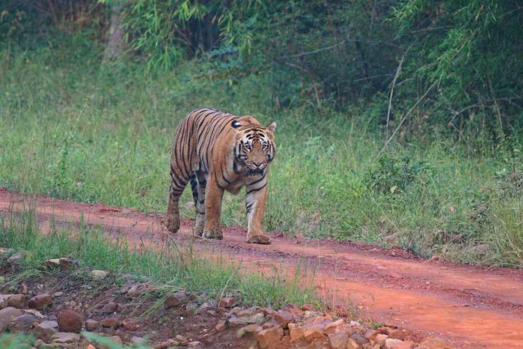 Tiger walking At Ranthambore National Park.