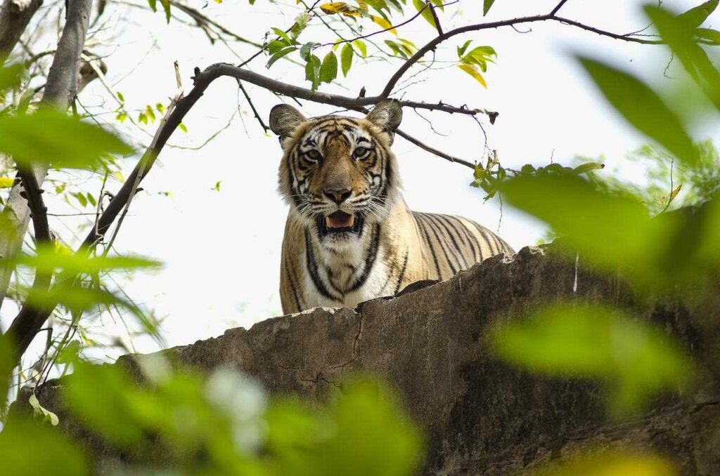 Tiger Behind the Bushes.