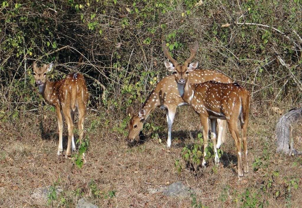 Group of Deers at Panna Nationa Park