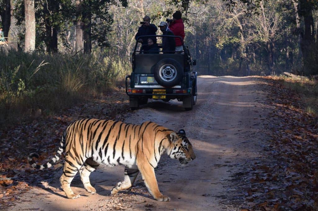 Tiger crossing road and people are witnessing it from the jeep at Panna National Park. 