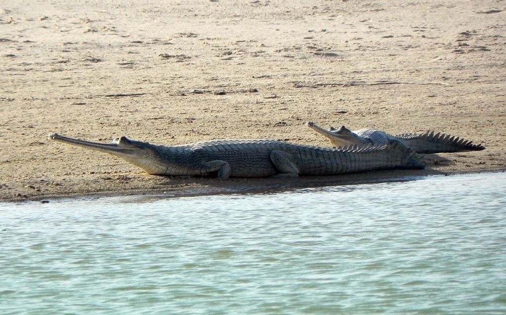Ghariyal taking rest next to river.